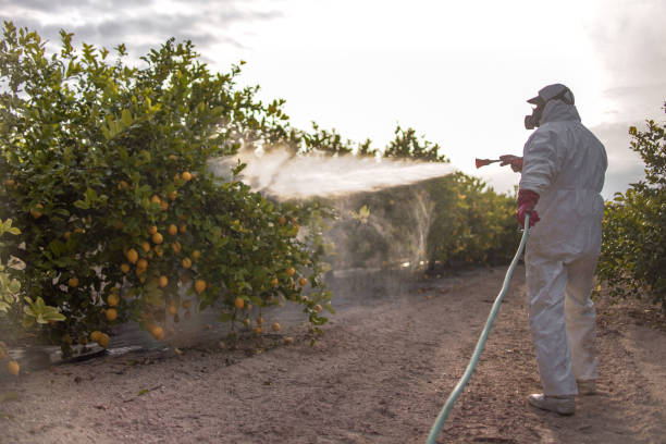 Best Wasp Removal Services  in Forest Park, IL