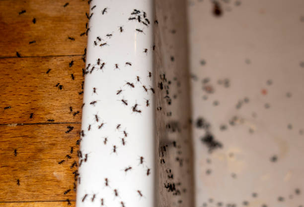 Best Residential Pest Control  in Forest Park, IL