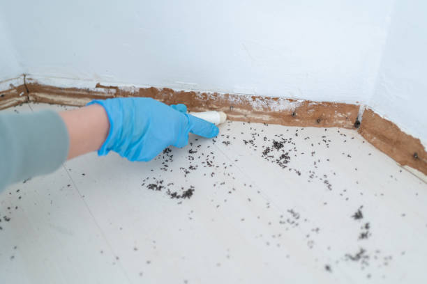 Best Affordable Pest Control Services  in Forest Park, IL